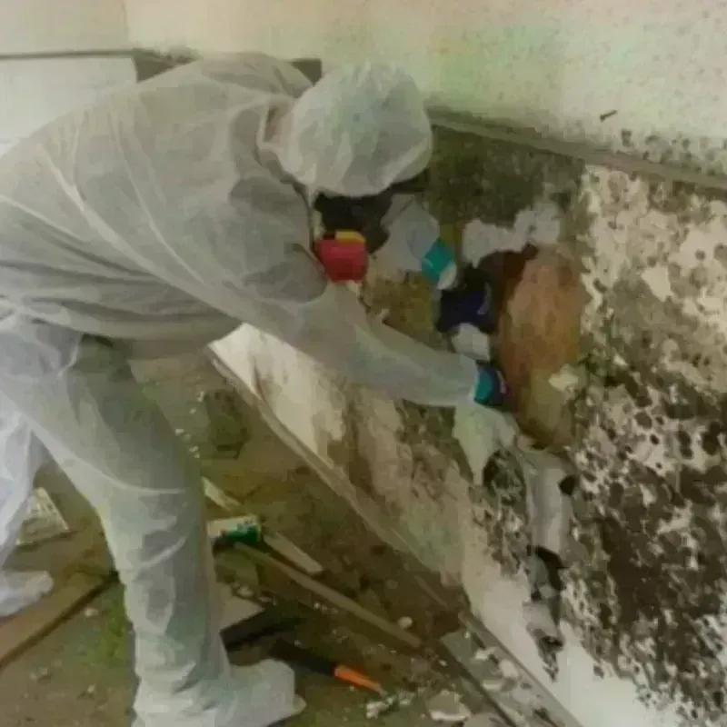 Mold Remediation and Removal in Toledo, OR